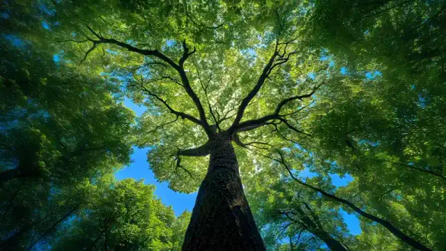 4k树干壁纸-夏天森林与绿叶-大树仰拍壁纸