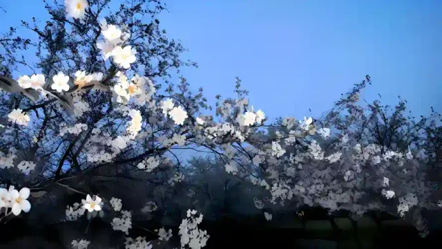 3k春日壁纸-白色花朵 - 树-自然风景